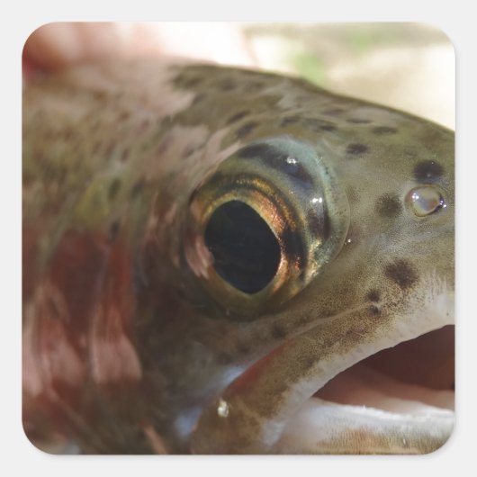 Forel in handen vierkante sticker (Voorkant)