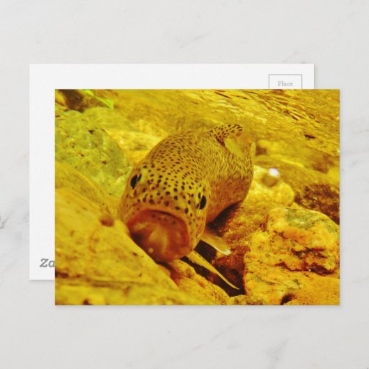 Forel in stroom briefkaart (Voorkant / Achterkant)