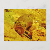 Forel in stroom briefkaart (Voorkant)