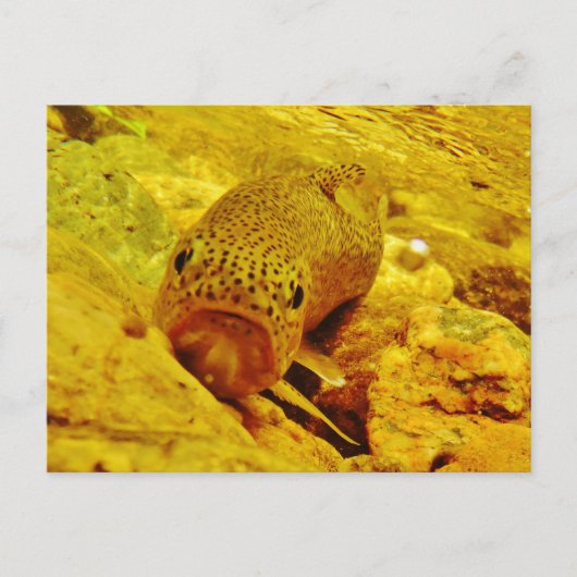 Forel in stroom briefkaart (Voorkant)