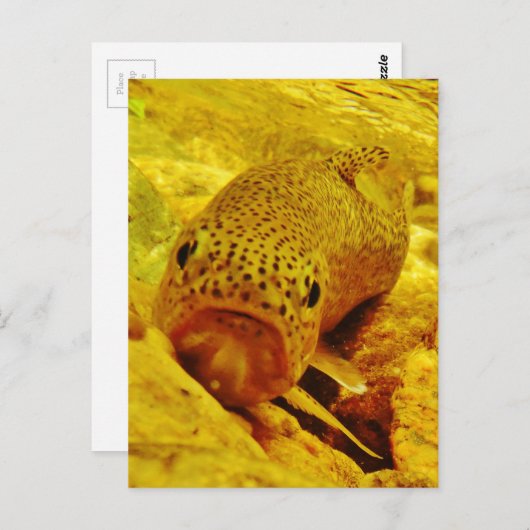 Forel in stroom briefkaart (Voorkant / Achterkant)