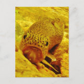 Forel in stroom briefkaart (Voorkant)