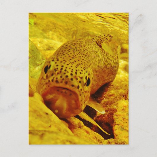 Forel in stroom briefkaart (Voorkant)