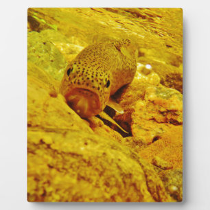 Forel in stroom fotoplaat