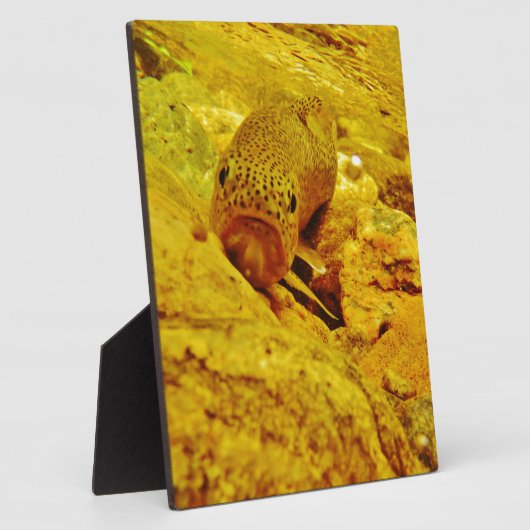 Forel in stroom fotoplaat (Zijkant)