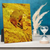 Forel in stroom fotoplaat (Zijkant)