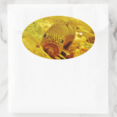 Forel in stroom ovale sticker (Tas)