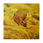 Forel in stroom tegeltje (Voorkant)