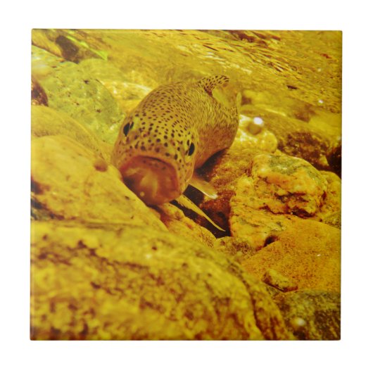 Forel in stroom tegeltje (Voorkant)