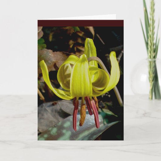 Forel Lily Note Kaart (Voorkant)