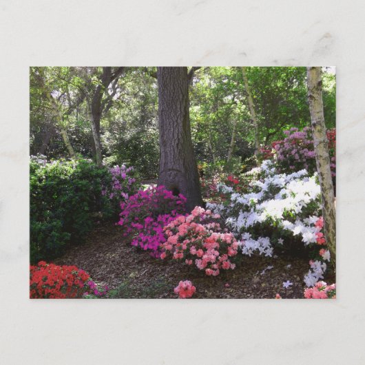 Forest and Flowers Postcard Briefkaart (Voorkant)