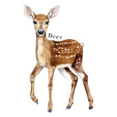 Forest Animals Educational Poster