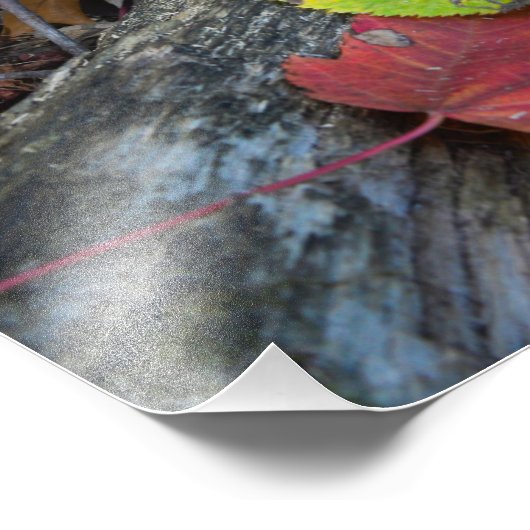 Forest Autumn Art Foto Afdruk (Hoek)