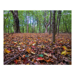 Forest Autumn Colors Foto Afdruk