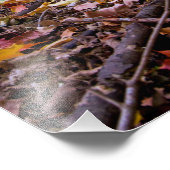 Forest Autumn Colors Foto Afdruk (Hoek)