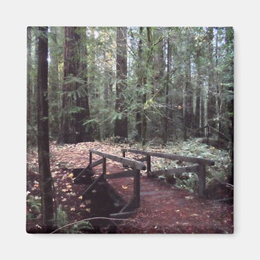 Forest Bridge- Humboldt Redwood State Park Magneet (Voorkant)