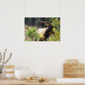 Forest Bull Elk Photo Natuur Wall Poster Mancave (Keuken)