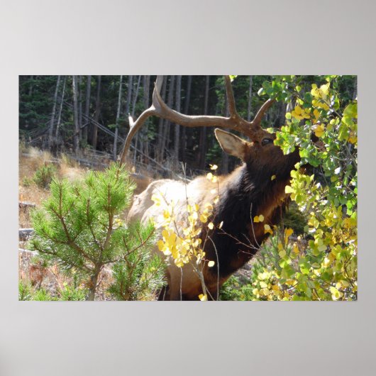Forest Bull Elk Photo Natuur Wall Poster Mancave (Voorkant)