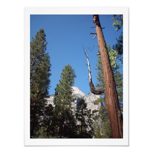 "Forest Cactus" Yosemite Valley Foto print! Afdruk (Voorkant)