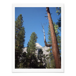 "Forest Cactus" Yosemite Valley Foto print! Foto Afdruk