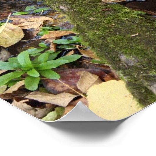 Forest Creek poster (Hoek)