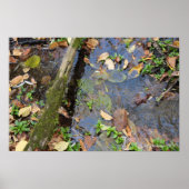 Forest Creek poster (Voorkant)