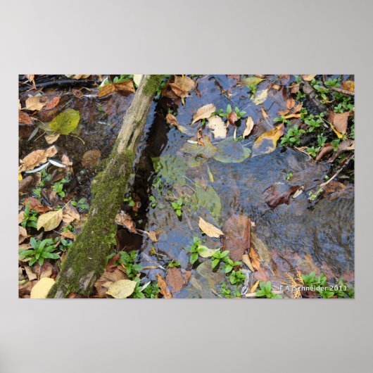 Forest Creek poster (Voorkant)