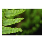 Forest Fern Foto Afdruk (Voorkant)