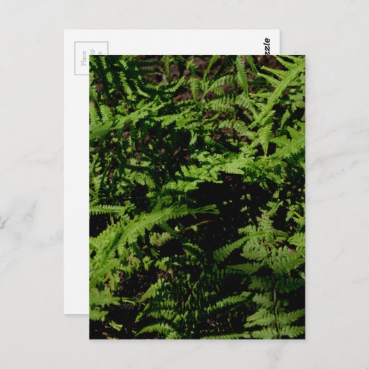 Forest Floor Ferns Briefkaart (Voorkant / Achterkant)