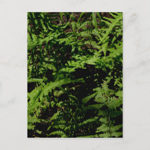 Forest Floor Ferns Briefkaart