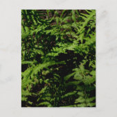 Forest Floor Ferns Briefkaart (Voorkant)