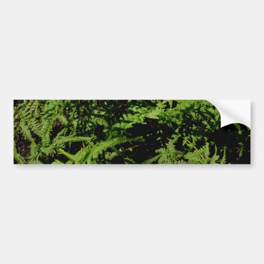 Forest Floor Ferns Bumpersticker (Voorkant)