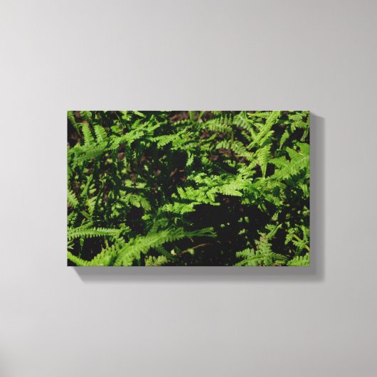 Forest Floor Ferns Canvas Afdruk (Voorkant)