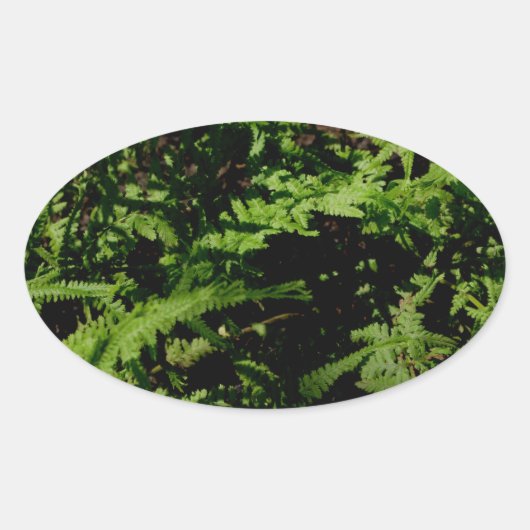 Forest Floor Ferns Ovale Sticker (Voorkant)