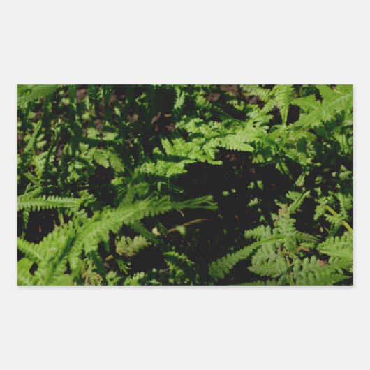 Forest Floor Ferns Rechthoekige Sticker (Voorkant)