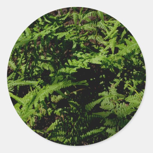 Forest Floor Ferns Ronde Sticker (Voorkant)