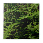 Forest Floor Ferns Tegeltje (Voorkant)