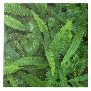 Forest Floor, Quinault Rain Forest, Olympic NP, Tegeltje