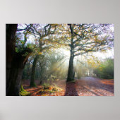 Forest Light Poster (Voorkant)