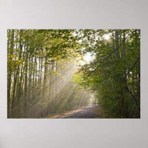Forest Light Poster