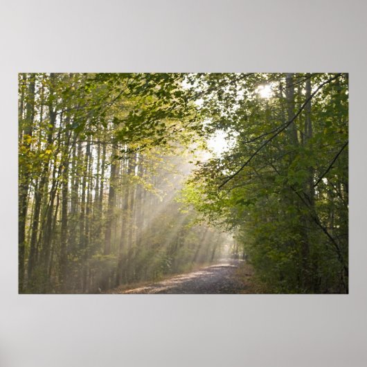 Forest Light Poster (Voorkant)