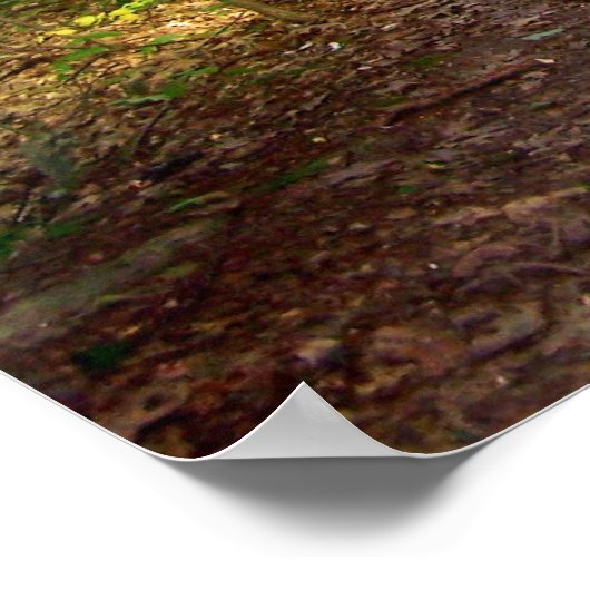 Forest Light Poster (Hoek)