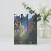 Forest Morning Vermont Herfst Briefkaart (Staand voorkant)