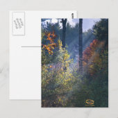 Forest Morning Vermont Herfst Briefkaart (Voorkant / Achterkant)