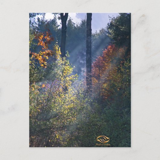 Forest Morning Vermont Herfst Briefkaart (Voorkant)