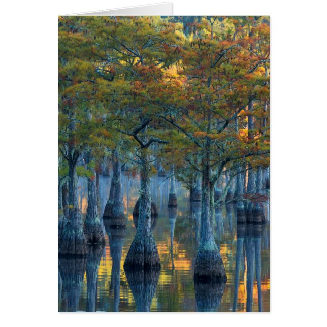 Forest of Pond Cypress Trees (Voorkant)