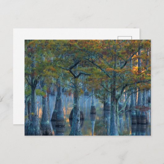 Forest of Pond Cypress Trees Briefkaart (Voorkant / Achterkant)