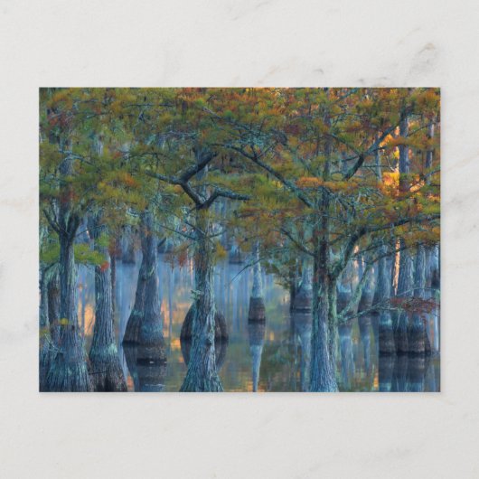 Forest of Pond Cypress Trees Briefkaart (Voorkant)