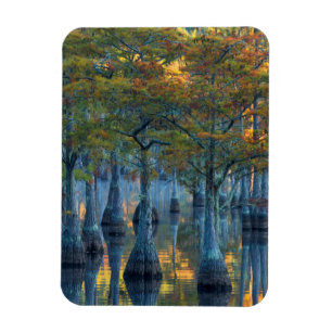 Forest of Pond Cypress Trees Magneet
