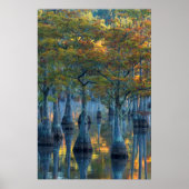 Forest of Pond Cypress Trees Poster (Voorkant)